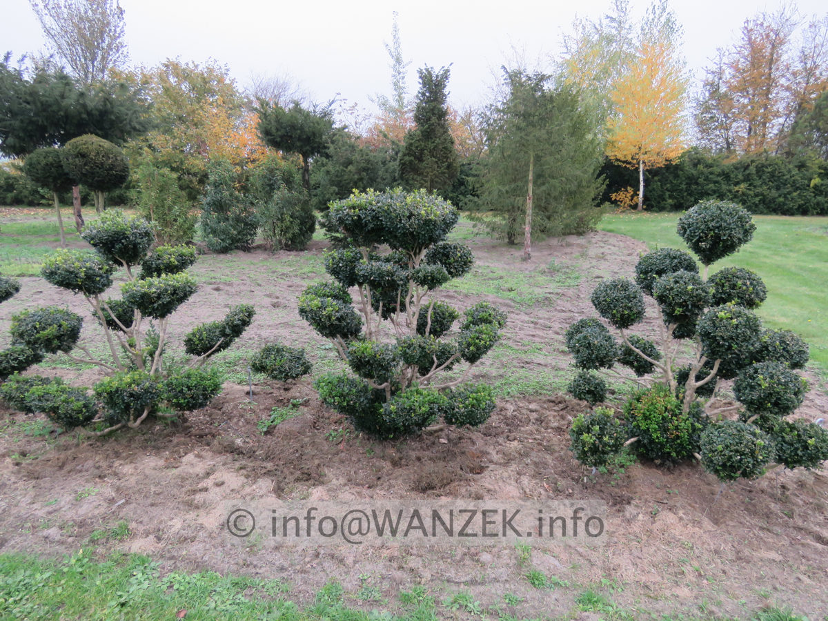 Buchsbaum Bonsai 02.JPG